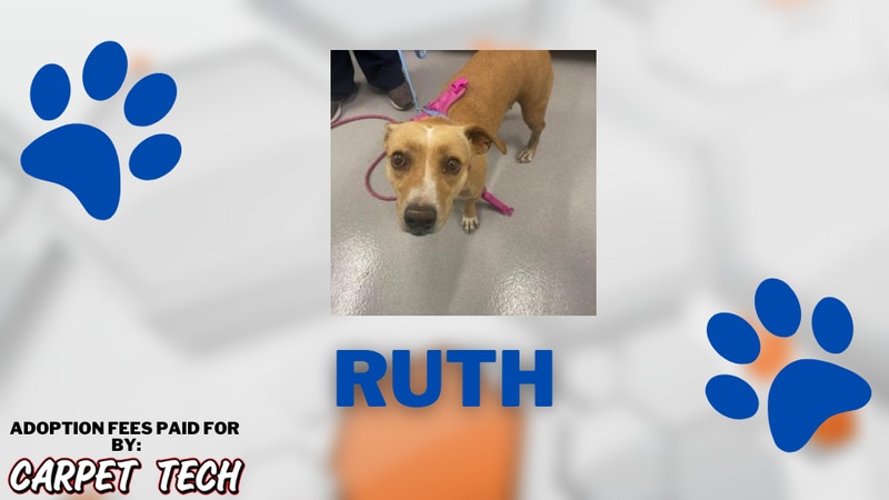 Adopt-a-Pet: Meet Ruth