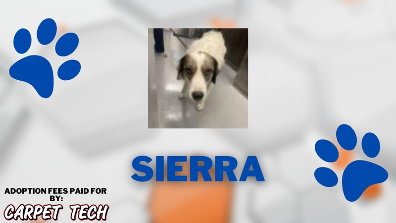 Adopt a Pet with Carpet Tech: Meet Sierra