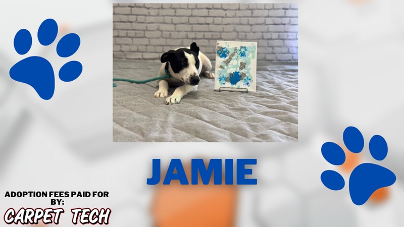 Adopt a Pet: Meet Jamie