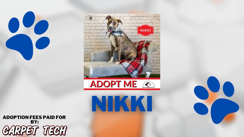 Adopt a Pet: Nikki