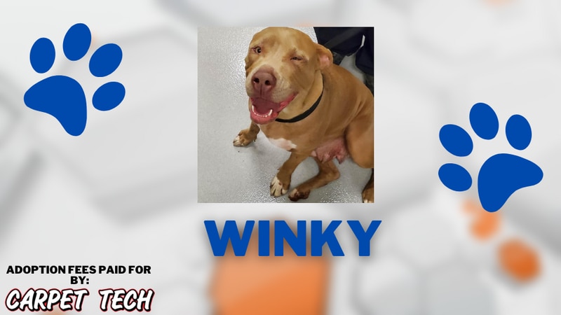 Adopt a Pet: Meet Winky