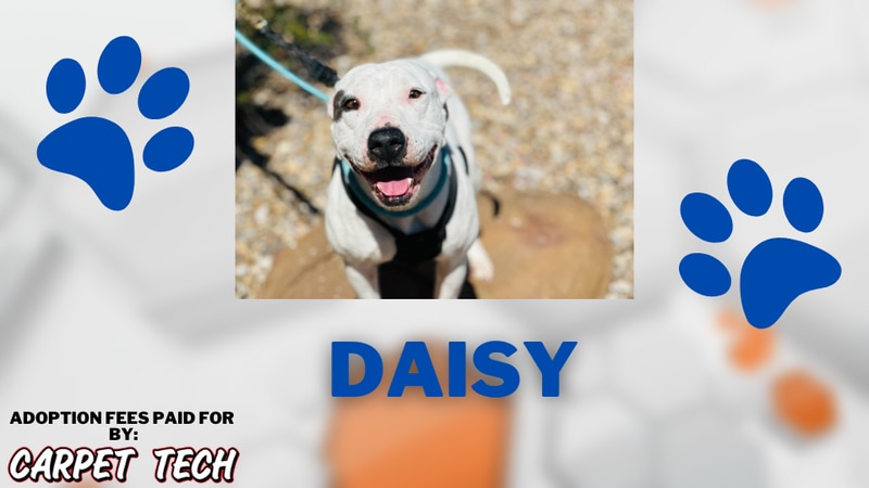 Adopt a Pet: meet Daisy