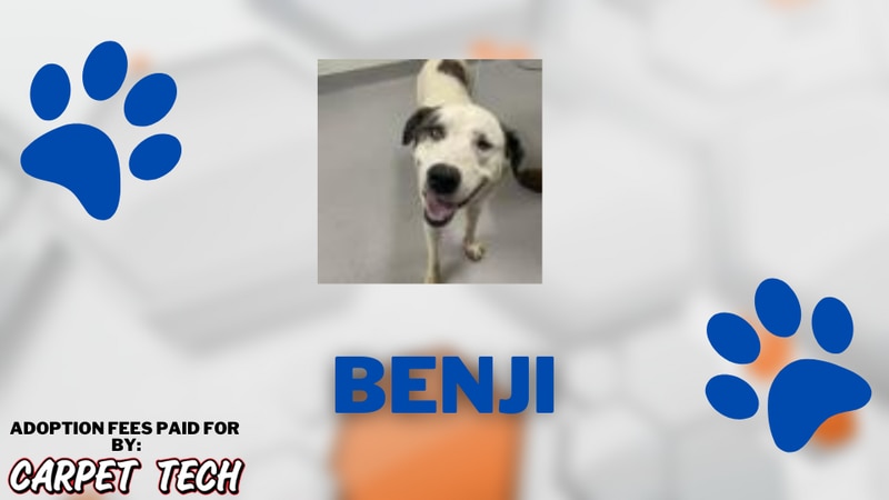 Adopt-a-Pet: Meet Benji